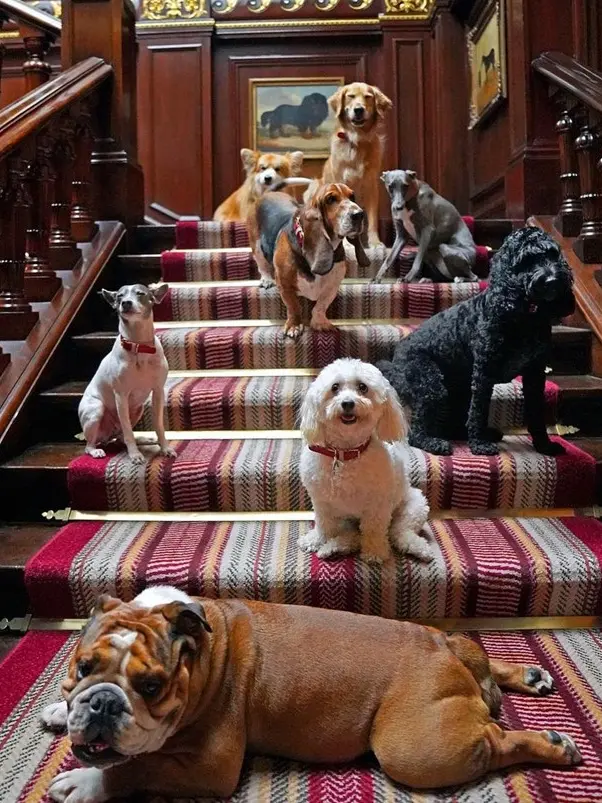 Dogs at The Connaught